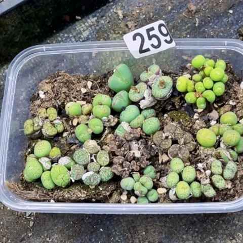 259肉缀切糕一物一图如图