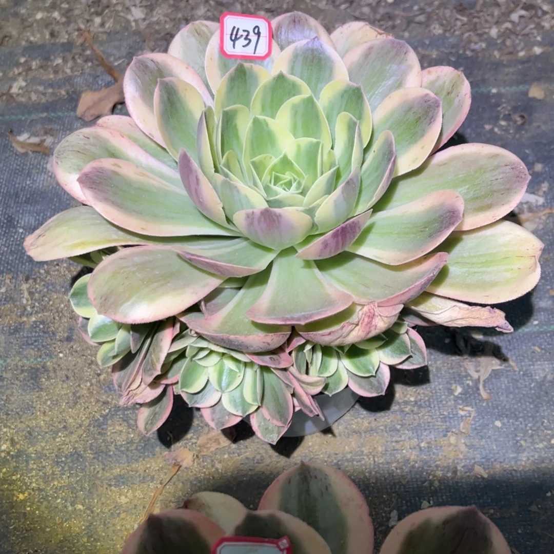 439多肉植物香炉盘锦