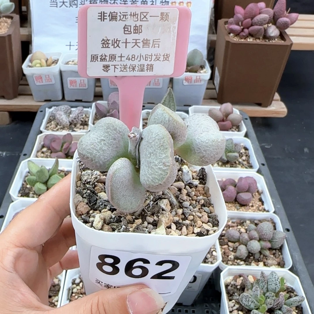 862黛安娜多肉植物