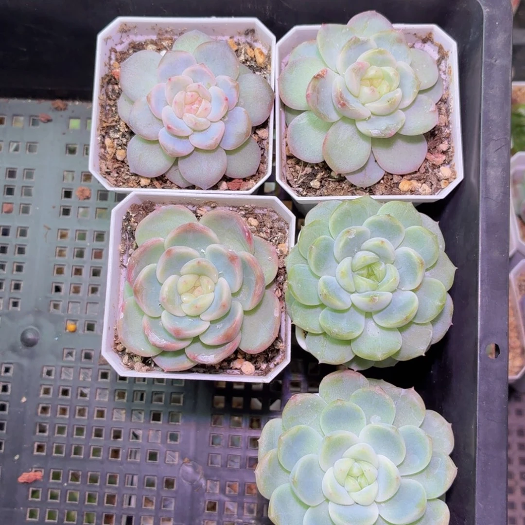 故***️一组多肉植物链接