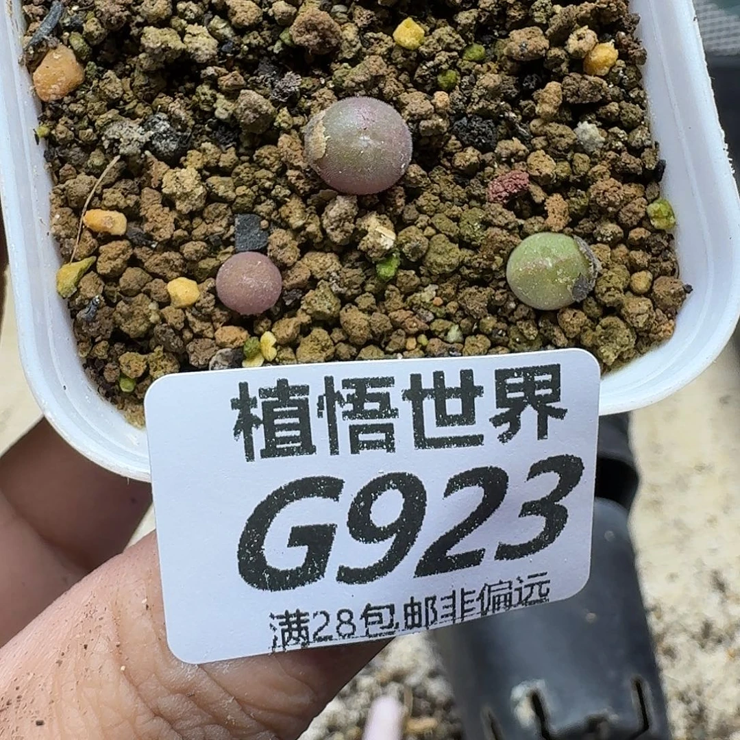 多肉植物芙蓉石fvbn