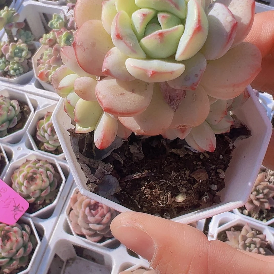 香草19包邮多肉植物