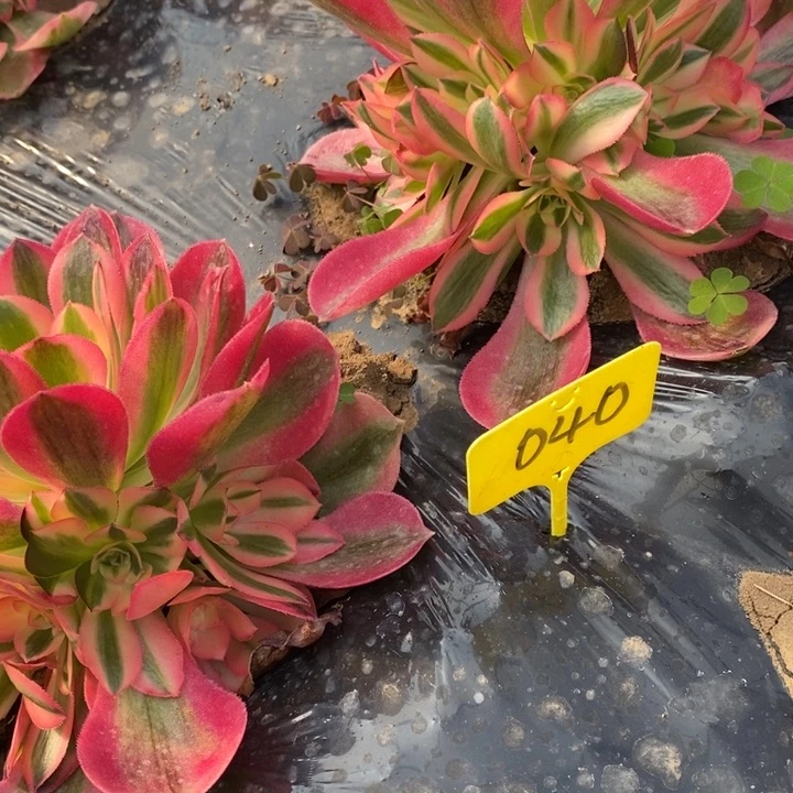 幸**生12331233粉女巫2棵040号