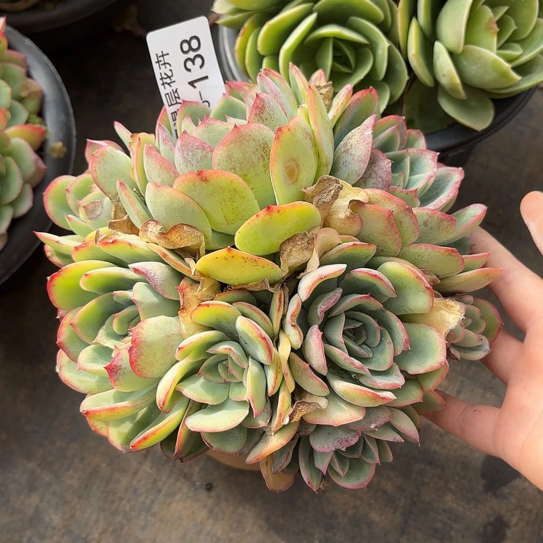 同温层多肉晨露138