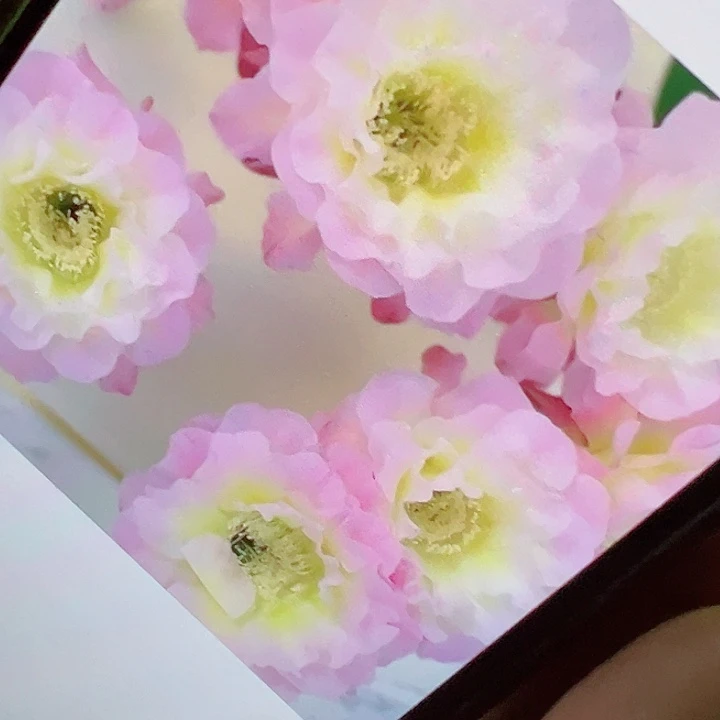 彩草 明月 侧芽 厘米 满20包邮