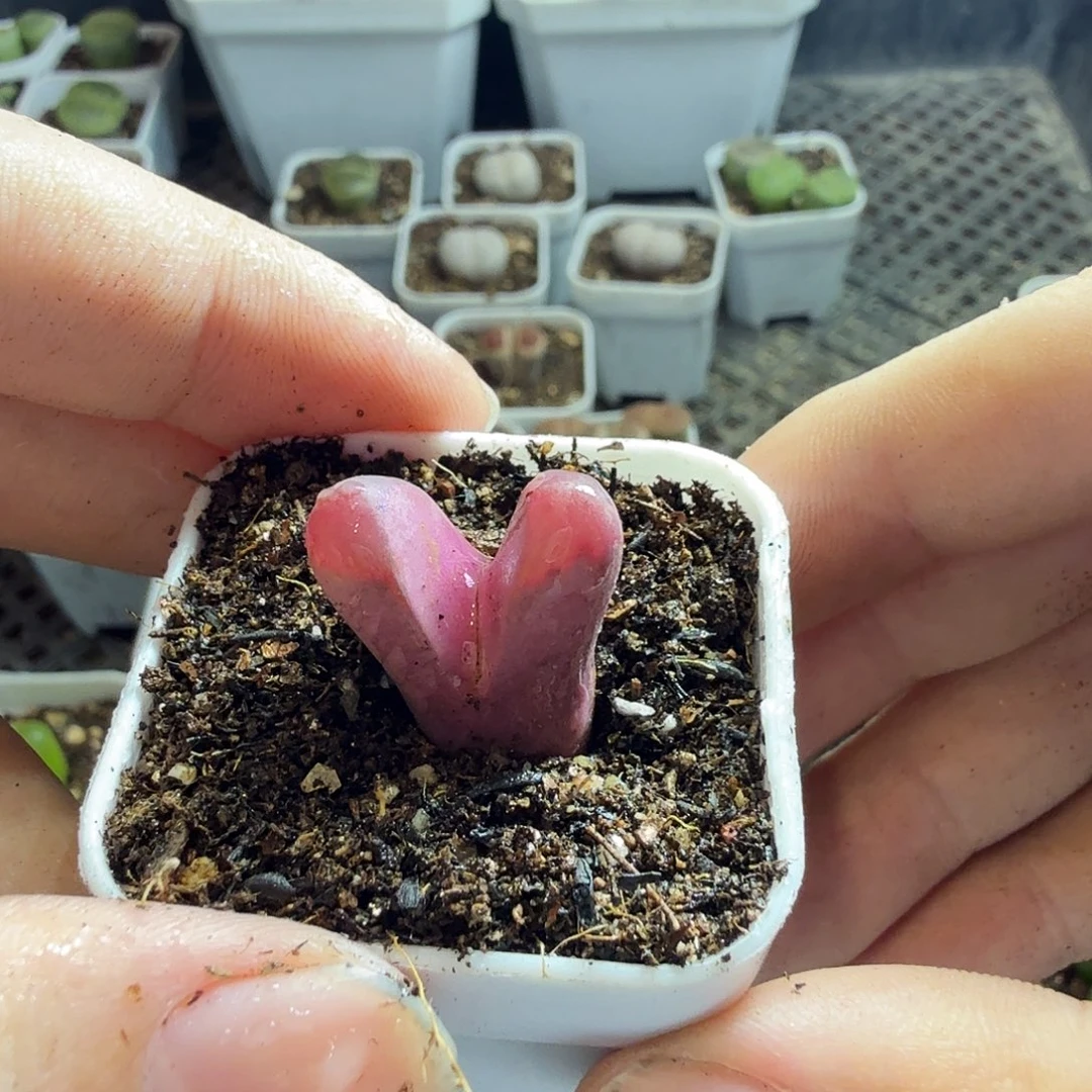 一***۶多肉植物的生长发育与286