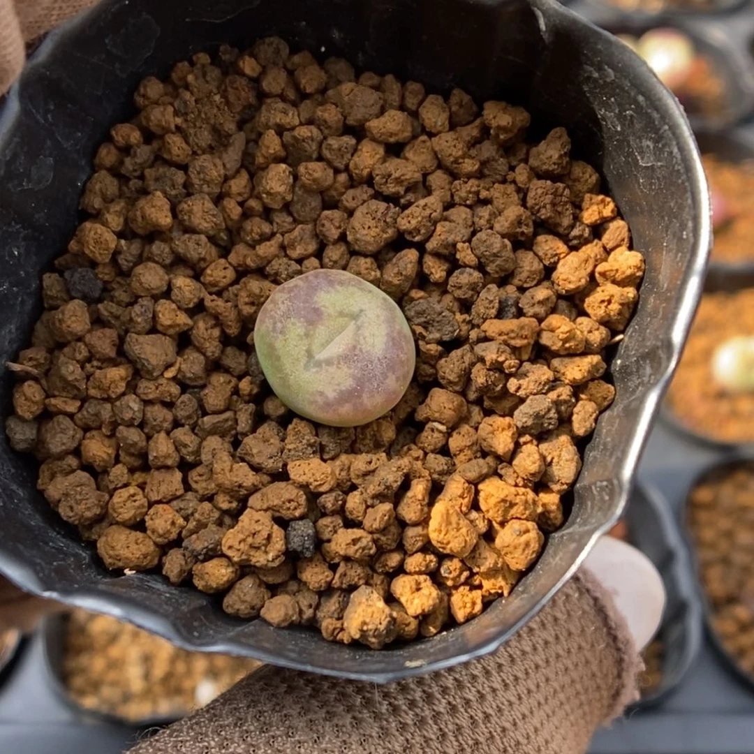 多肉植物肉锥杂交K-809