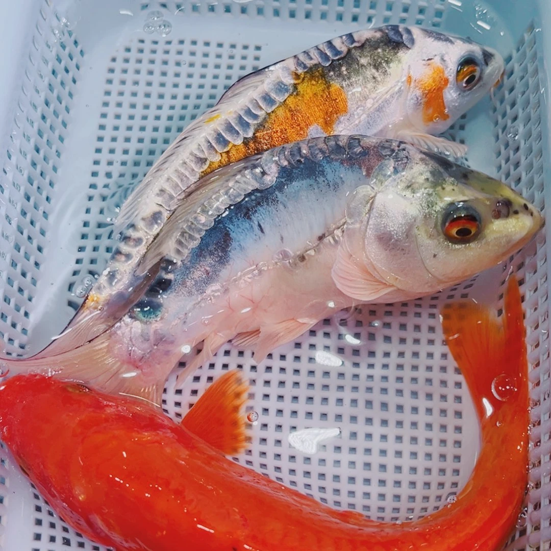 锦鲤锦鲤冷水观赏鱼138