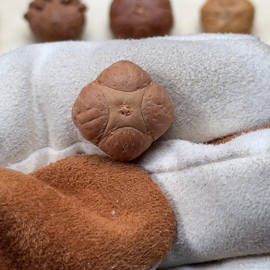 凤眼菩提手串蓝***哥