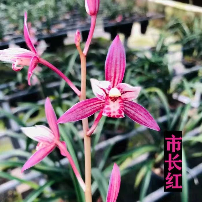 兰花 建兰铭品【市长红带5-8支花剑】室内外浓香型好养易活四季开花