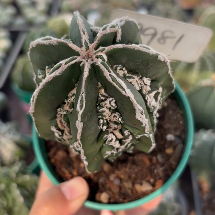 9981实生核桃好养皮实