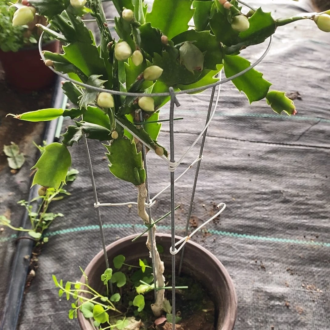 梁***春完全开放福利夸单层