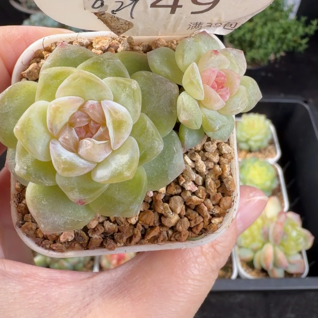 粉色糖心双头一颗49号