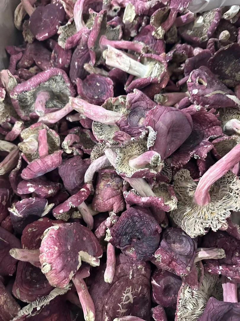 广西浪水红菇 三角菇 野生红菇  贵妃菇 250g