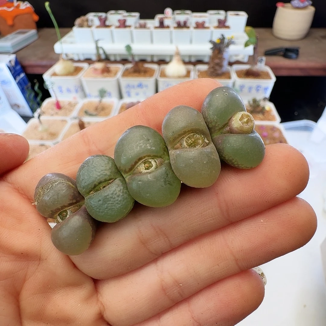 瑕疵风铃介意慎拍375