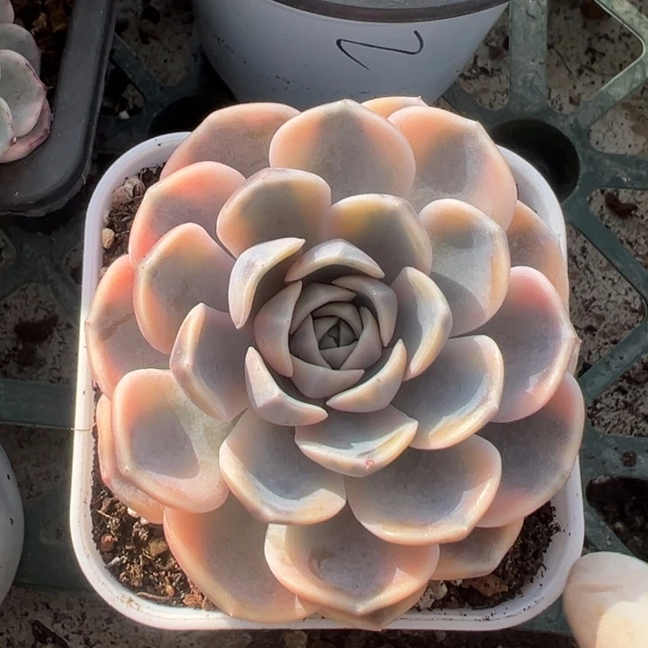 汉堡锦一物一拍锦龙