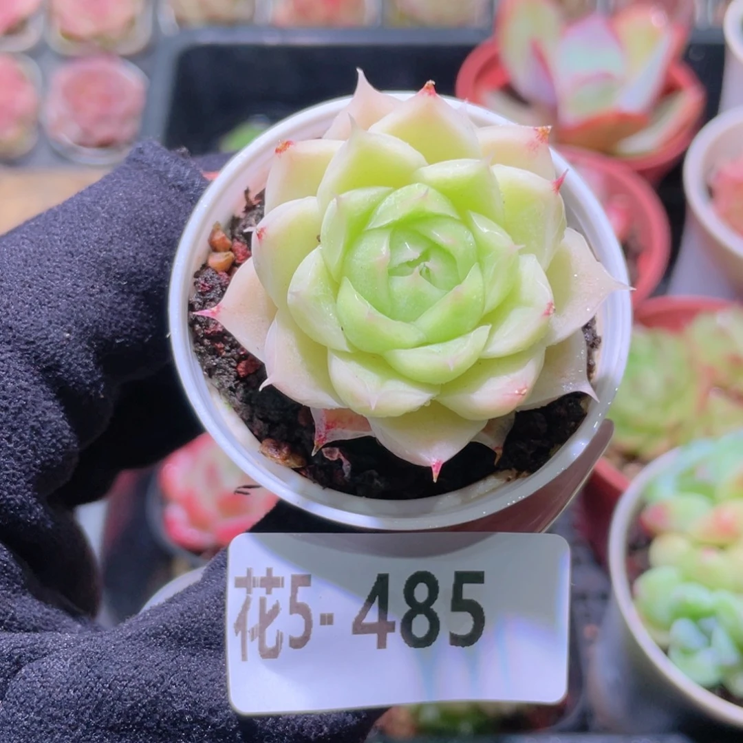 花利美5-485麦秆单头