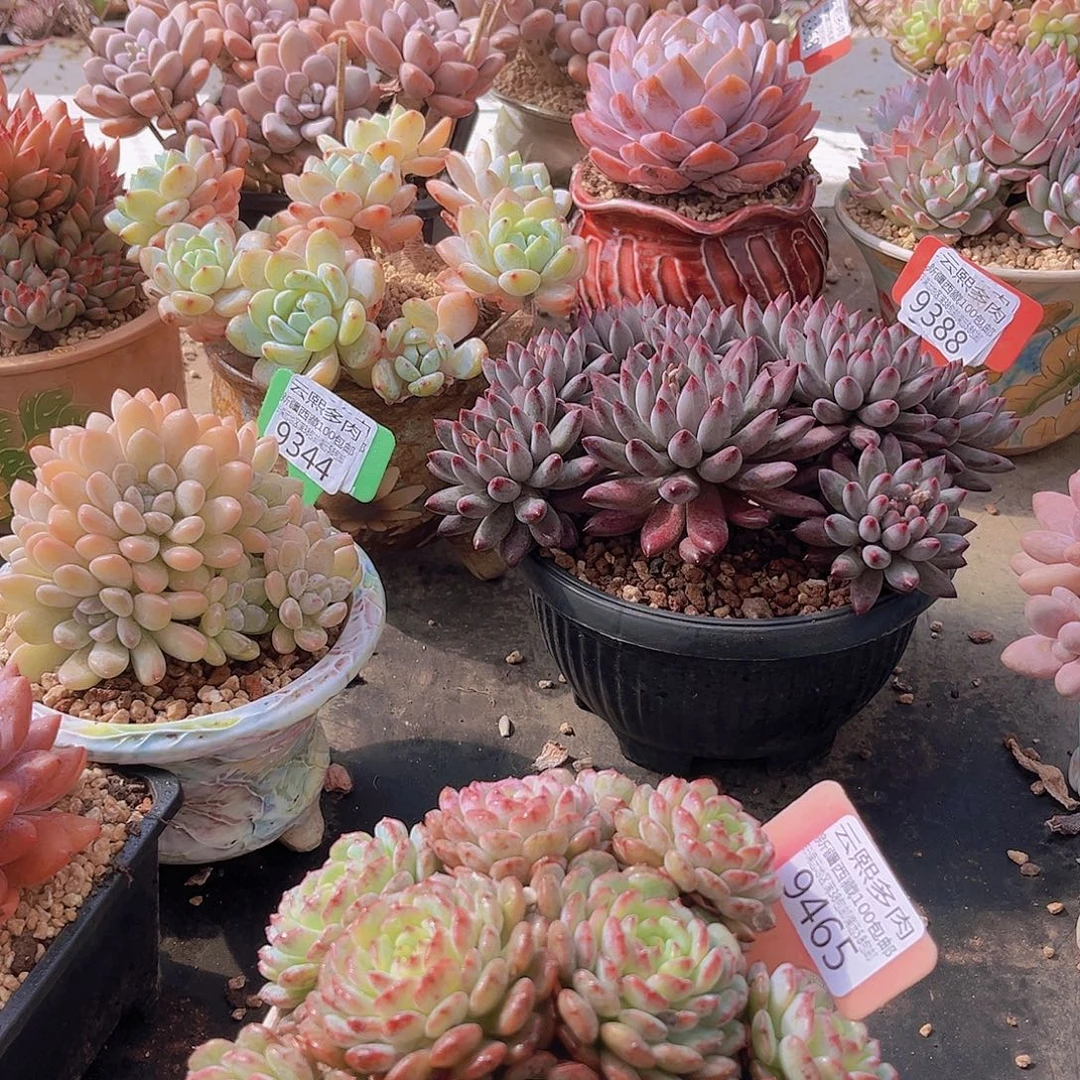 9465白胖子多肉植物