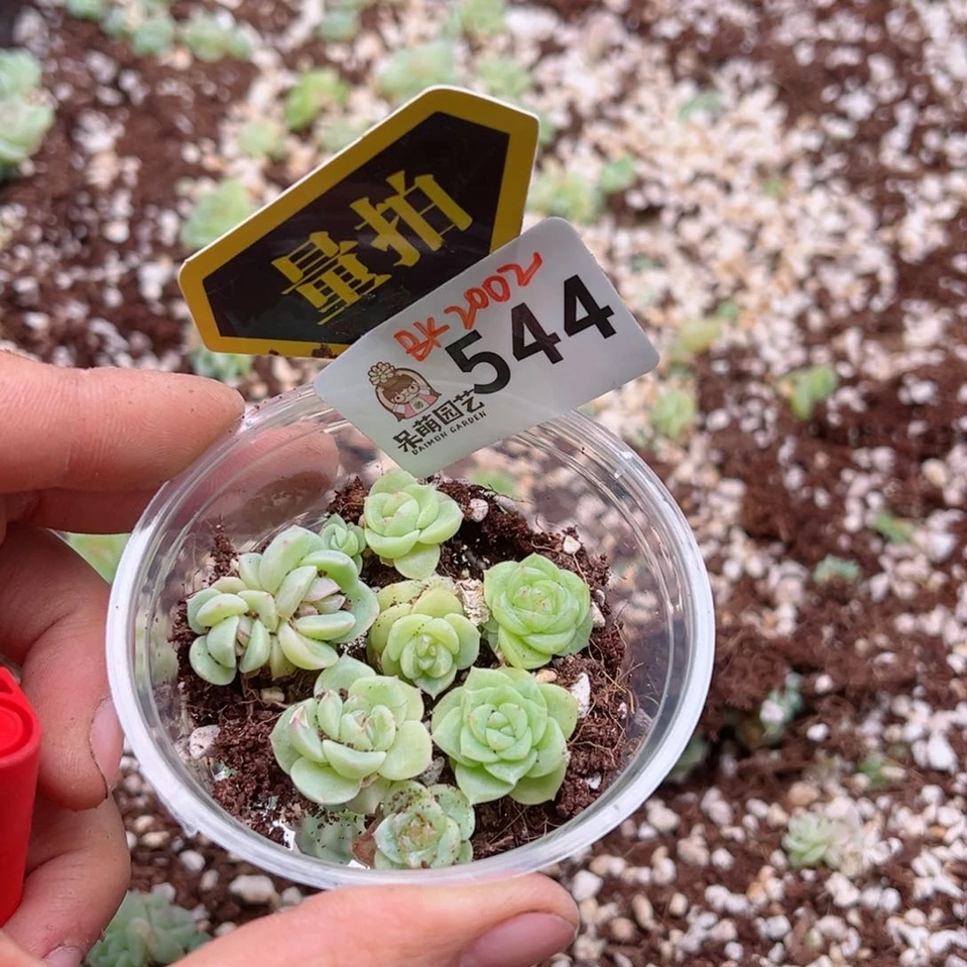 多肉植物多肉植物