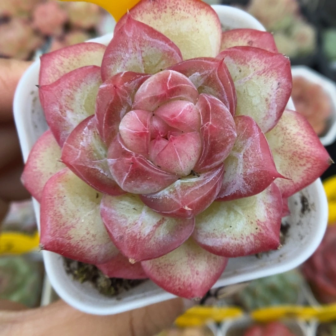 芙蕖珍妮可拍5178号