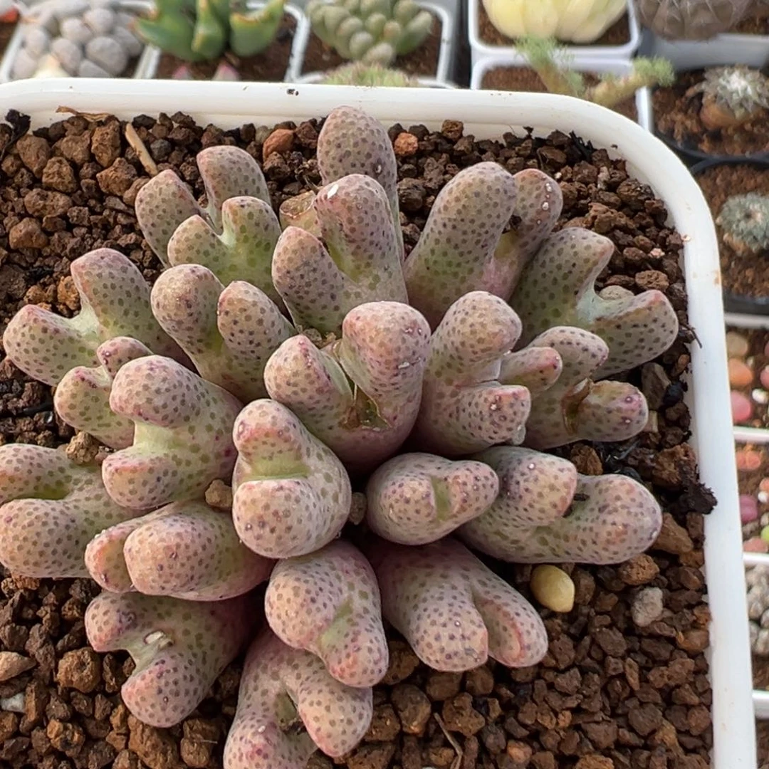 96多肉植物百科植物