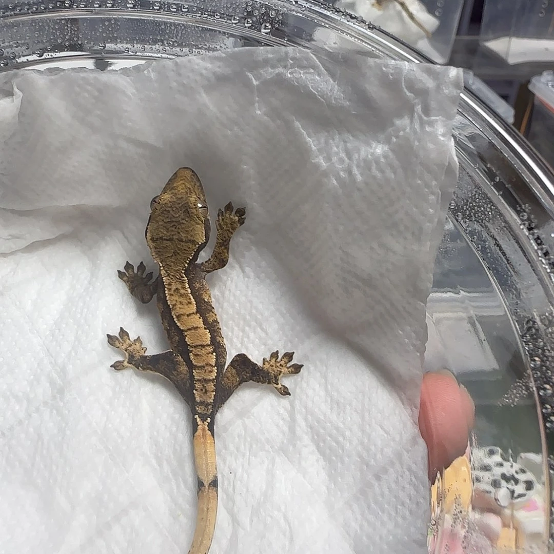 睫角守宫睫角守宫大幼 封顶有果泥