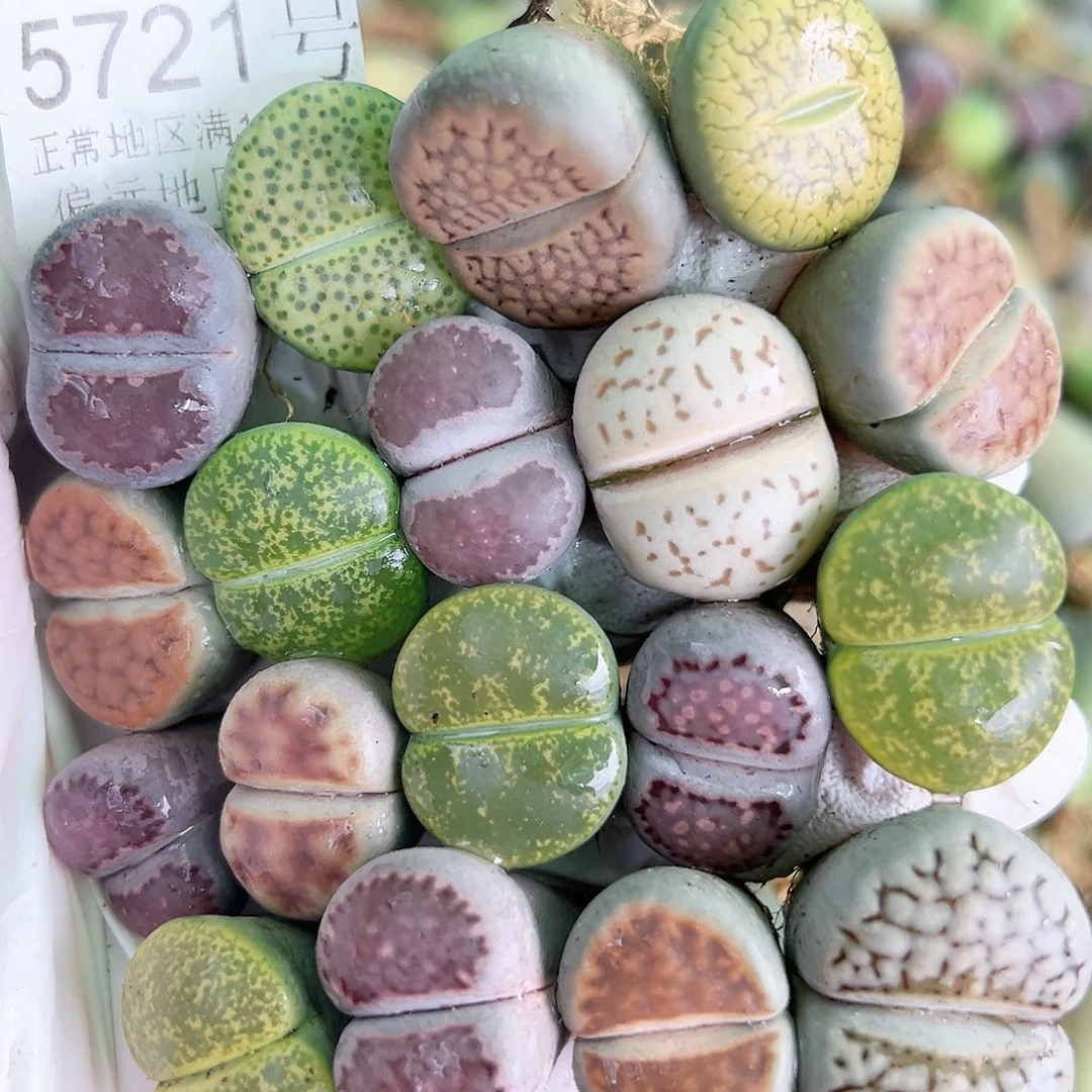 5721 好养易活生石花大母本18个