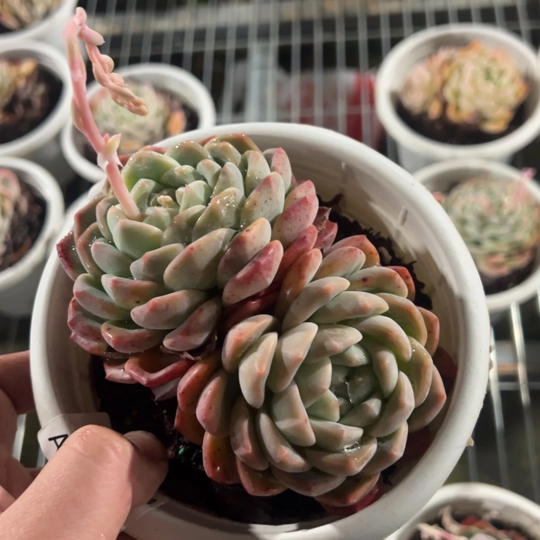 雪媚娘双头起控养