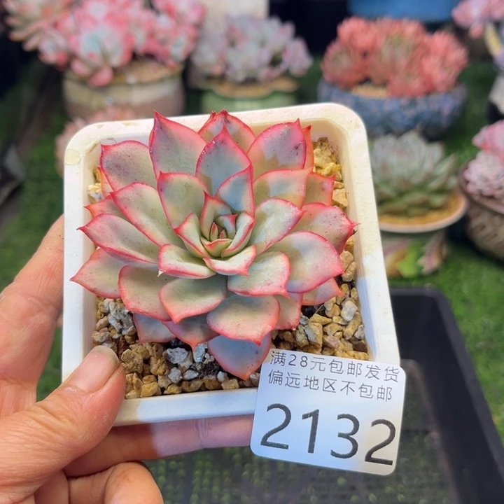 大2132:；xvxvxvvvv