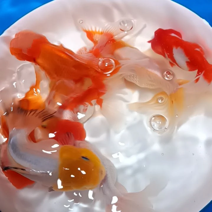 【闪购商品】海水九*猫，