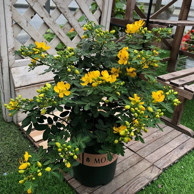黄金梅大盆栽耐寒木本植物庭院花园多年生花卉露天室外开花带花苞
