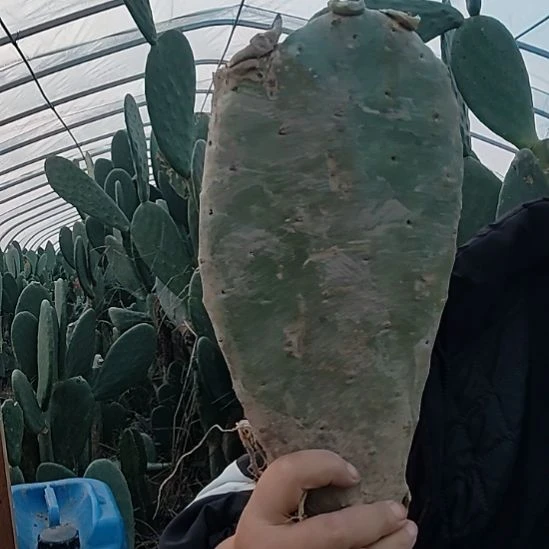 带根脱土发货有斑点两颗30厘米厚片