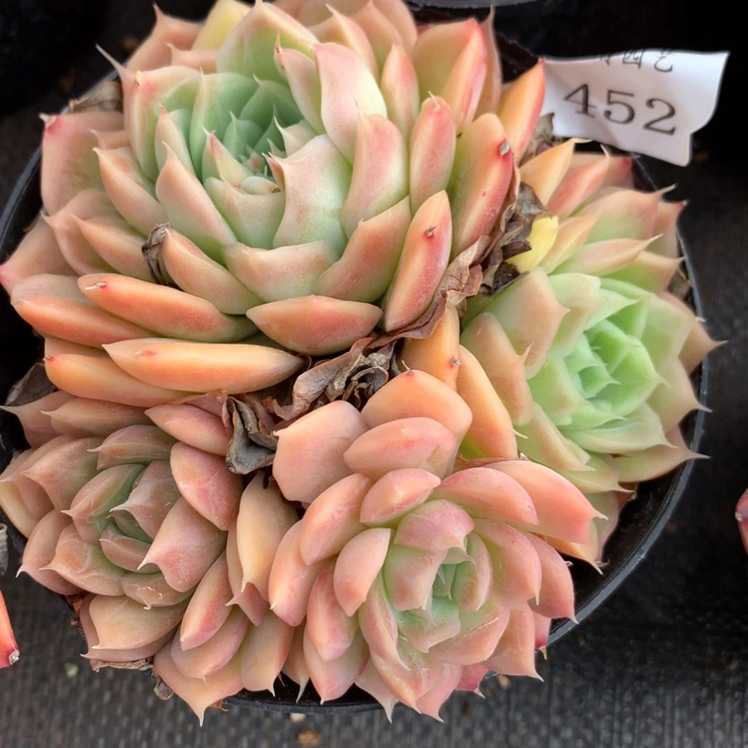 452新年快乐发发发