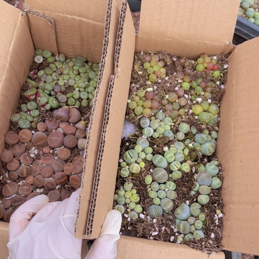 一箱两层00000000000