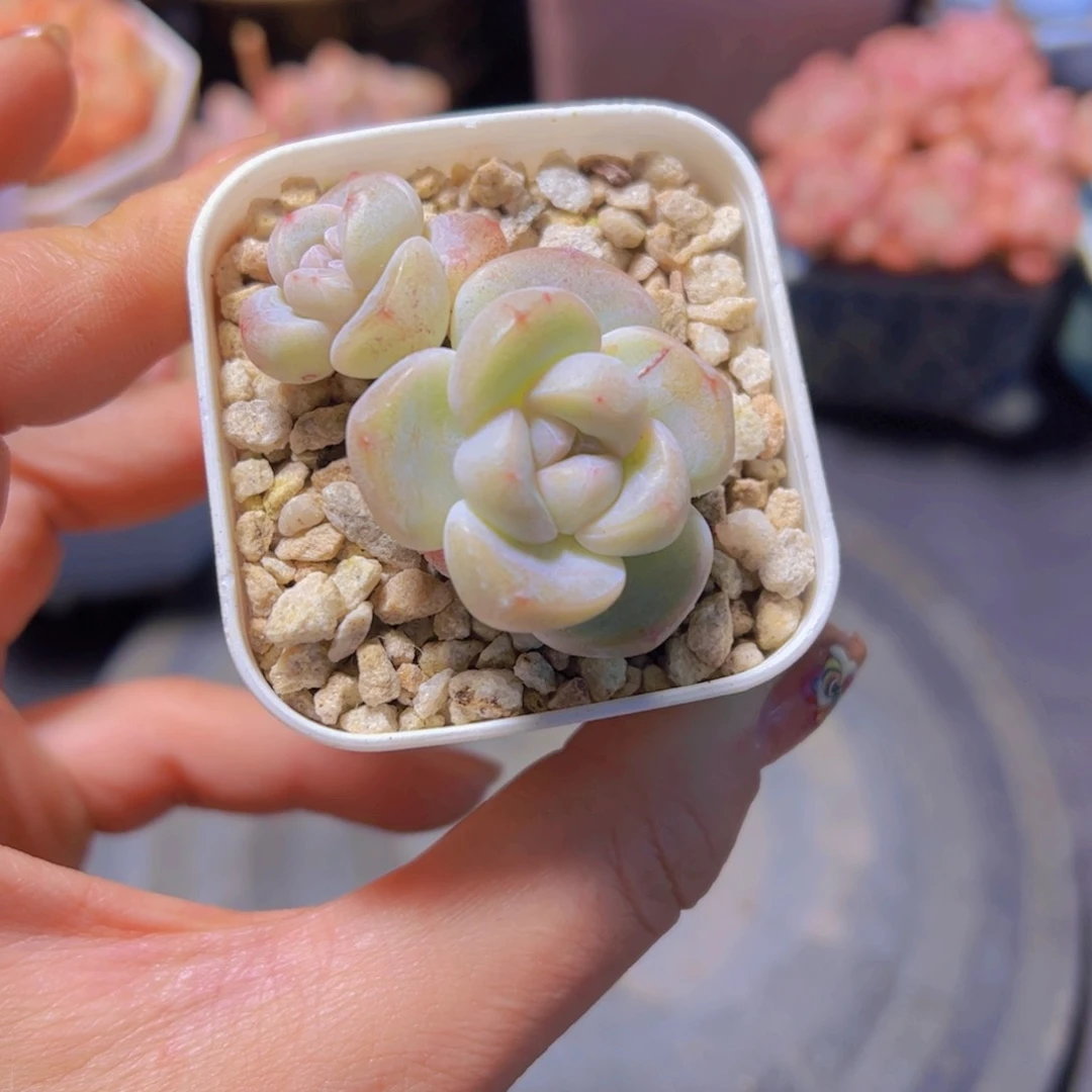 木*紫皮冰玉，多肉植物