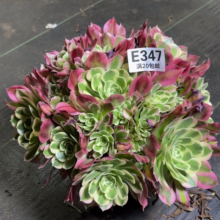 瑞妈一物一拍347