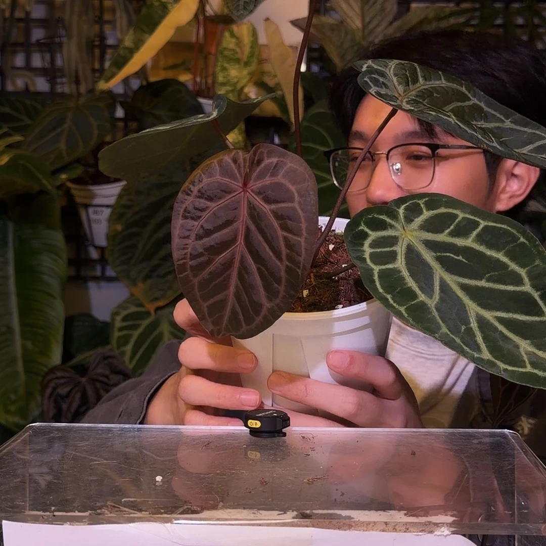 完全开放F671  熔岩白雪杂红水晶