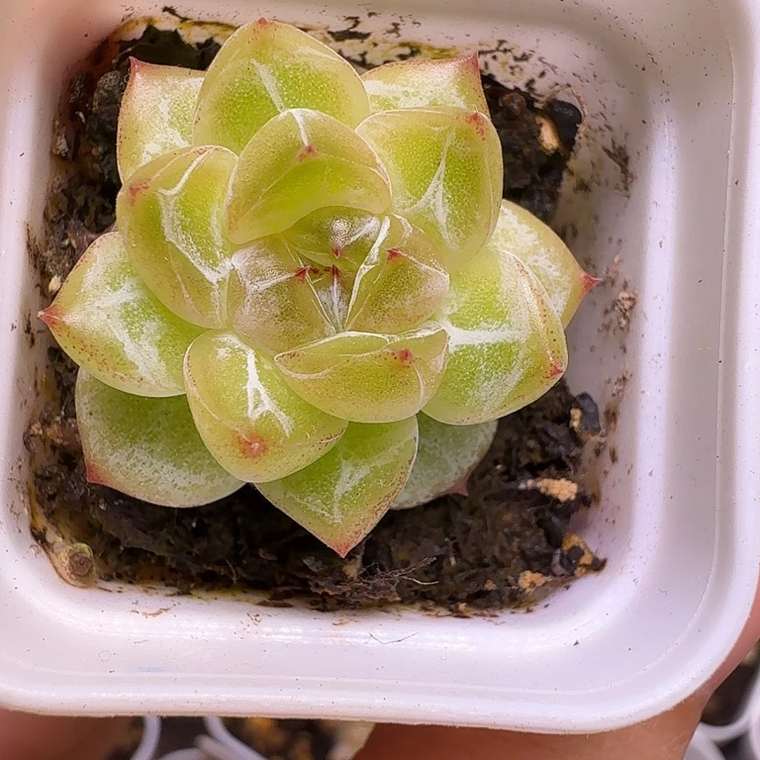 珍妮优选一物一拍