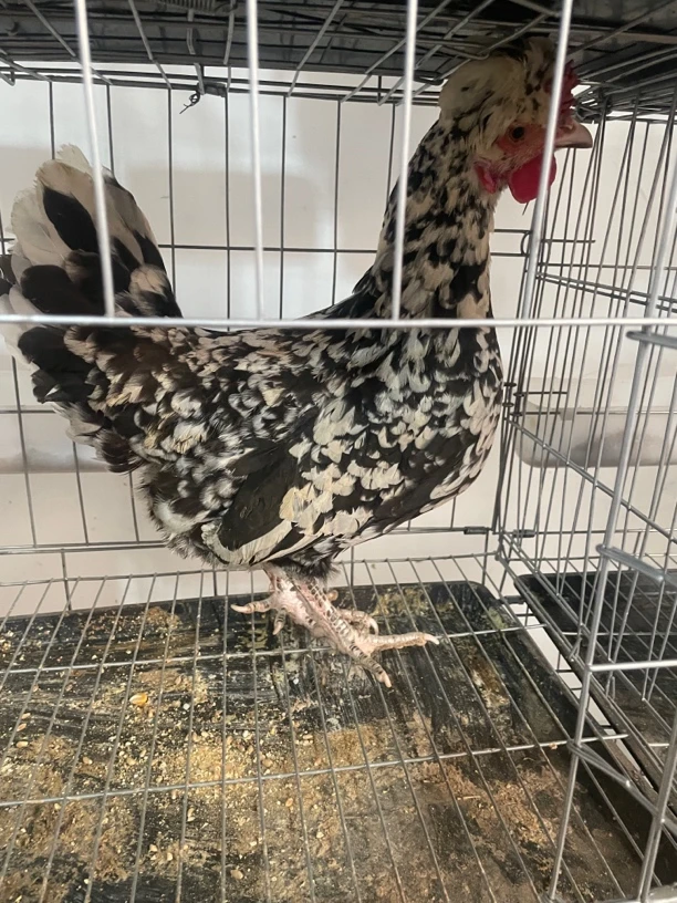 散养一年多贵妃母鸡，还在下蛋，顺丰包邮