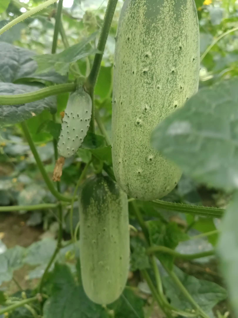 云南马关本地黄瓜露天种植脆甜农家菜多汁