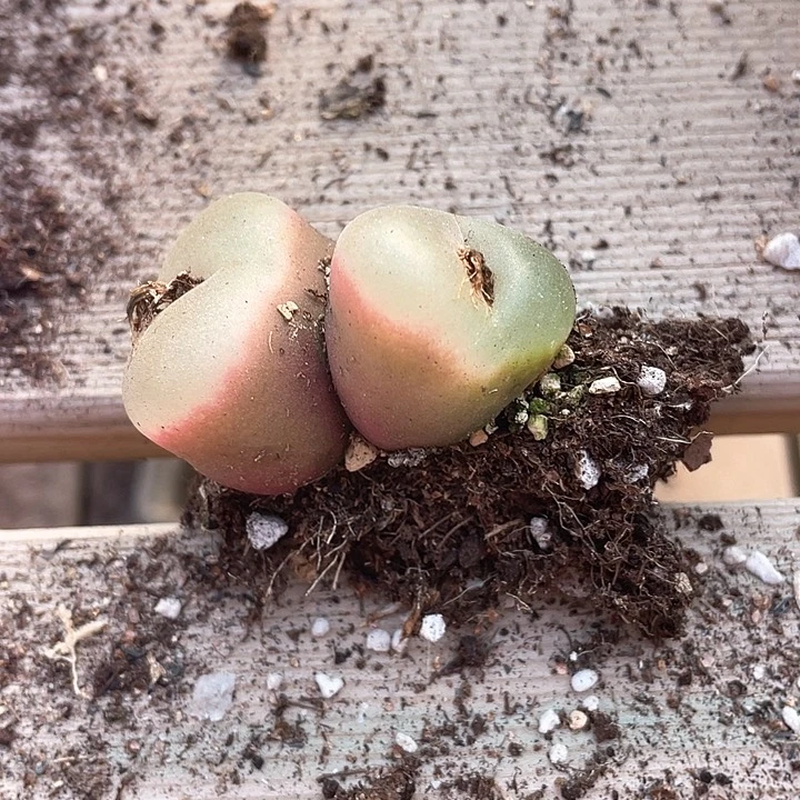 2004。    一颗双头