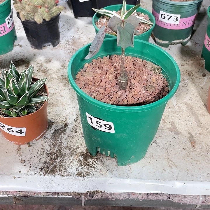 159实生红叶西番莲