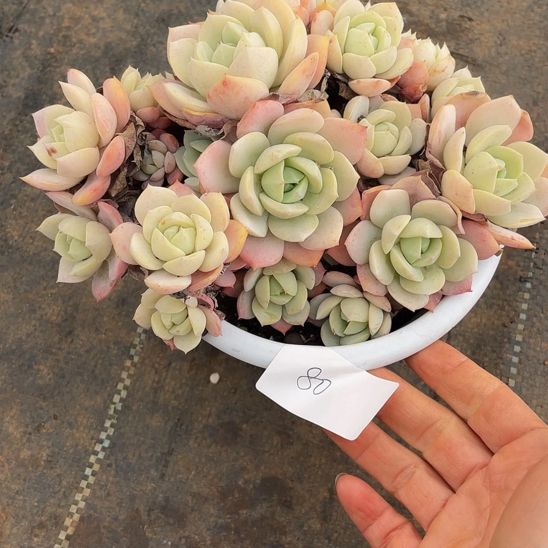 恋曲有砍多肉多肉多肉