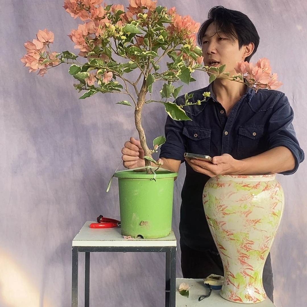 大量花朵（建议范围：8朵-15朵 或40%以上）马斯