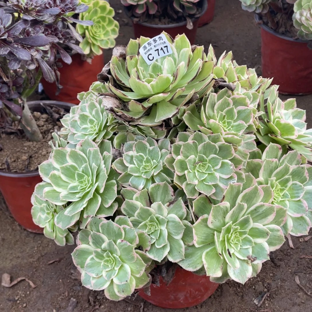 717粉海多肉法师断枝不包