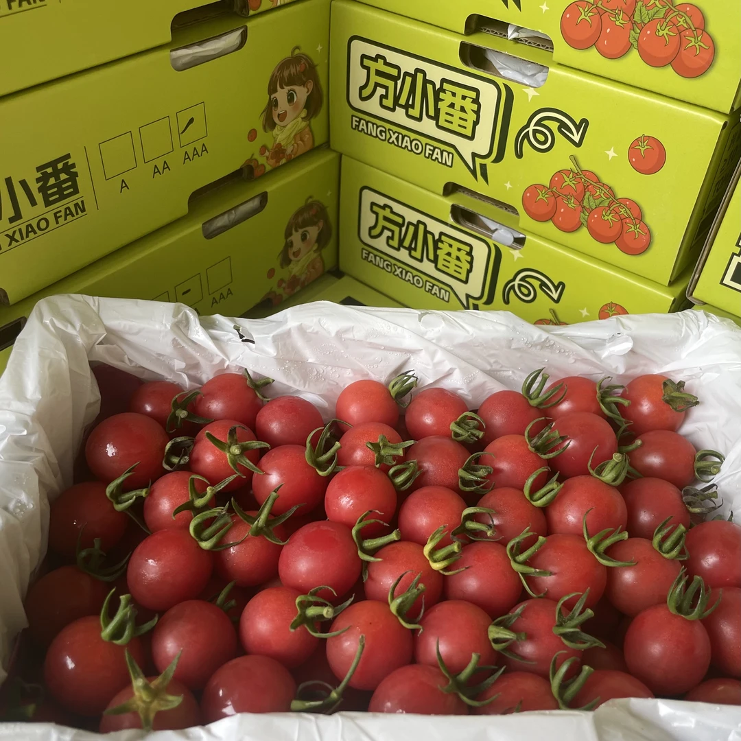 方小番 电白托鲁巴姆千禧圣女果 净重2斤左右/盒