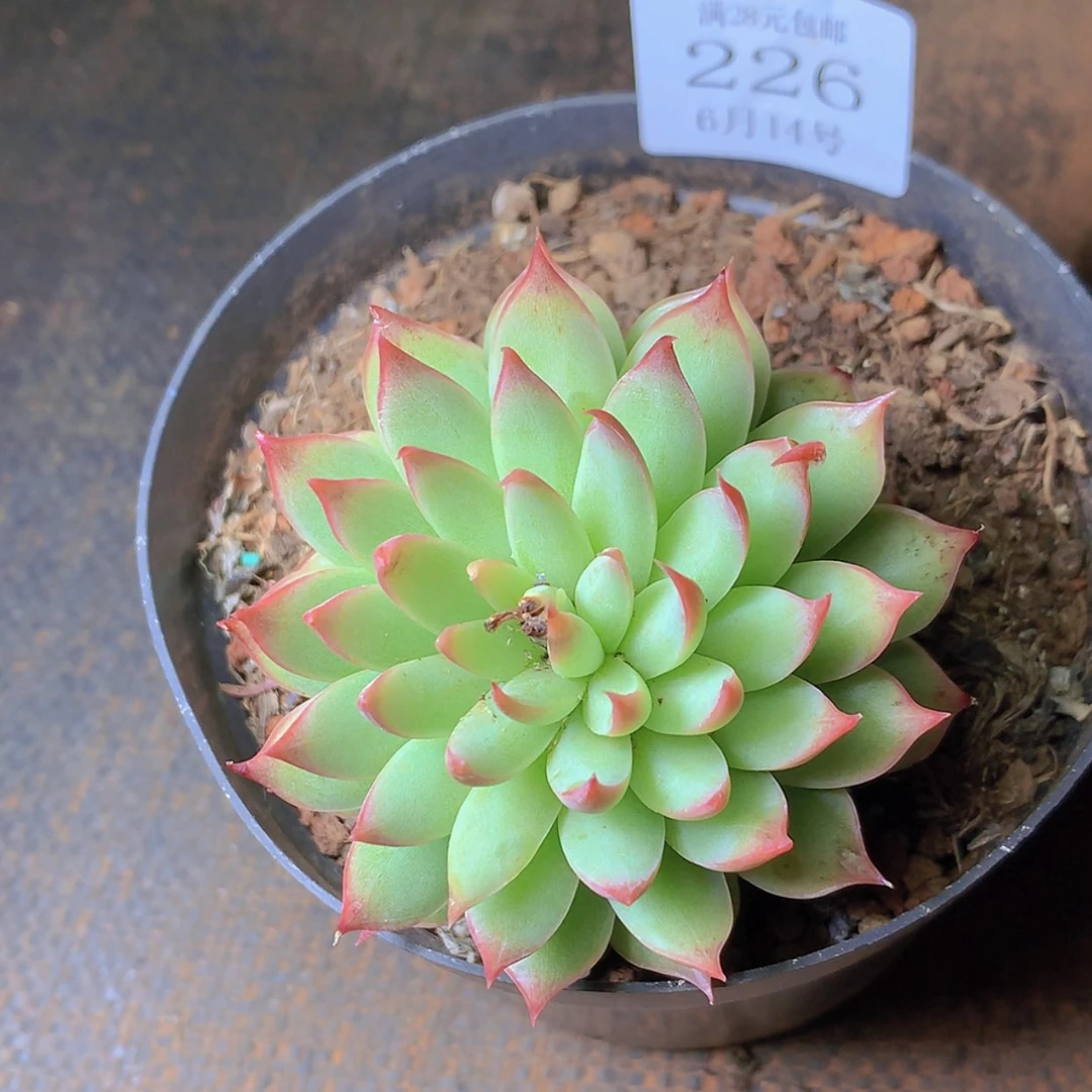 【闪购商品】云226