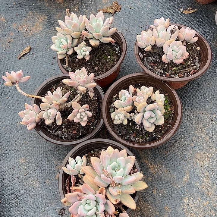 傻*头多肉植物实物90