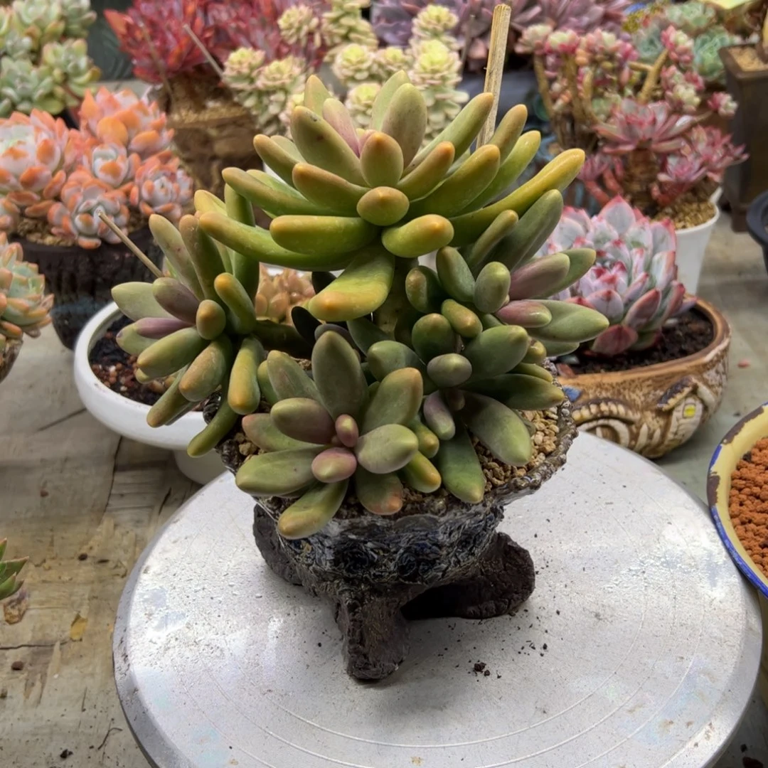 糖果美人48 零零多肉植物