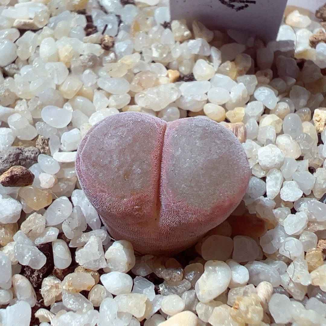 101-211多肉多日紫流沙